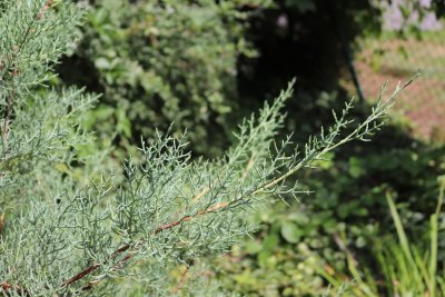 Cupressus arizonica - cypřiš arizonský - jehlice